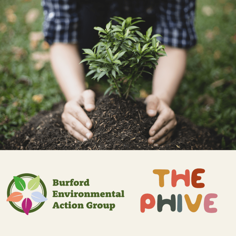 hands planting a sapling.